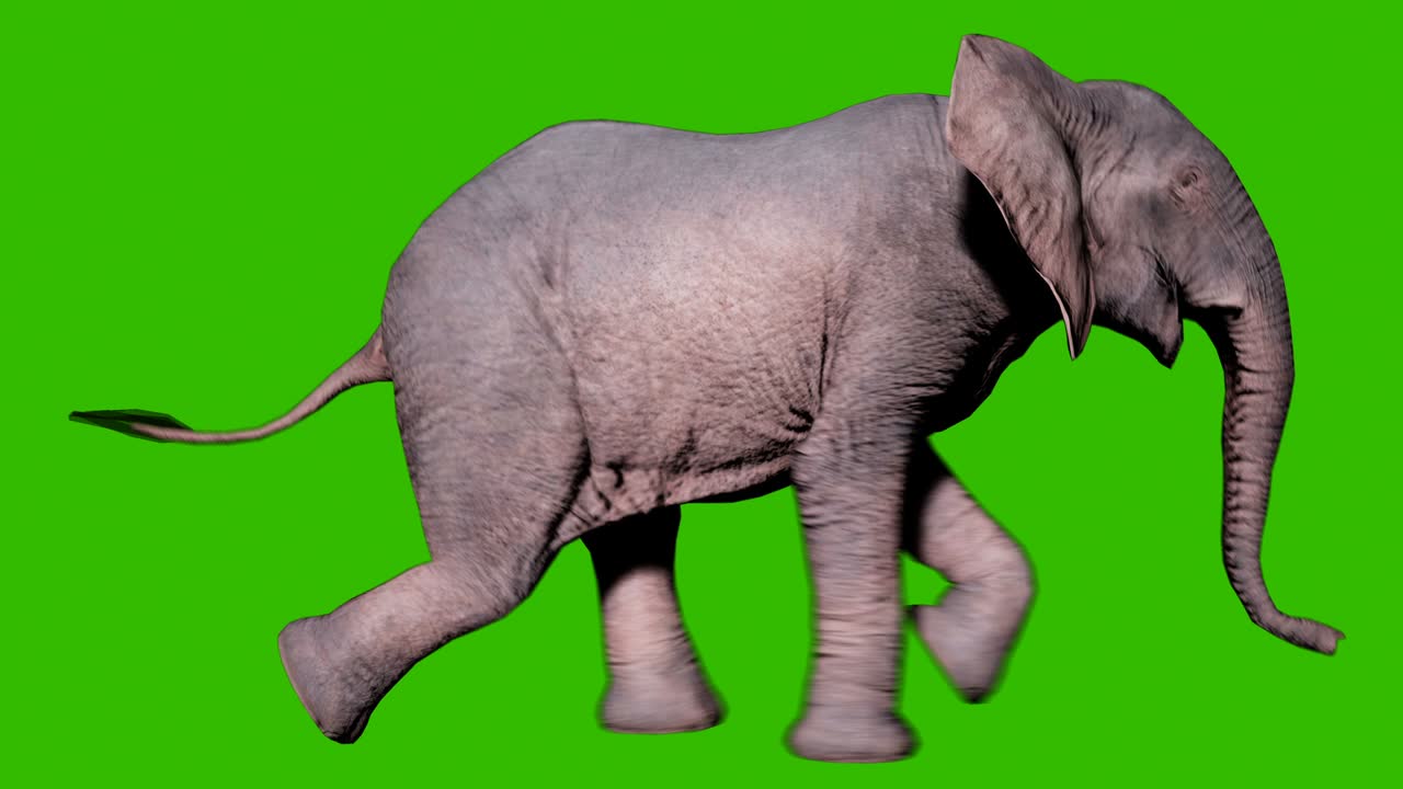 초록색 화면 앞에서 땅 위에서 달리는 큰 아프리카 코끼리 동물, 자연 및 교육 배경에 대한 원활한 루프 애니메이션.