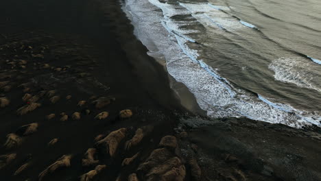 aerial view tilting over the stokksnes beach, toward the vestrahorn mountain in iceland