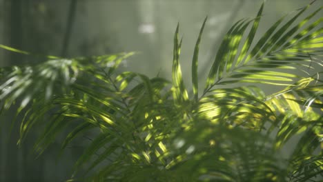 bright-light-shining-through-the-humid-misty-fog-and-jungle-leaves