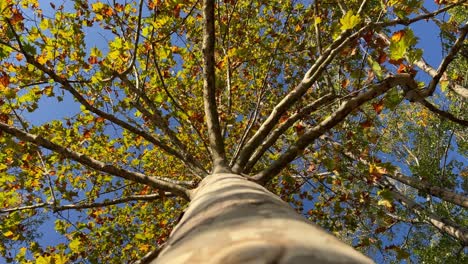 looking up perspective at tree crown with green leaves and branches seen from trunk bark