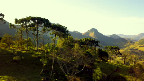 árboles tropicales en la ladera del valle de la montaña verde en el paisaje soleado de brasil