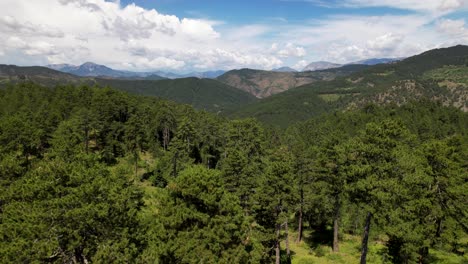 pinos de bosque siempreverde y prados de hierba en las laderas de las montañas bajo un cielo nublado en albania