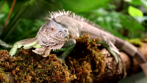 large green iguana male