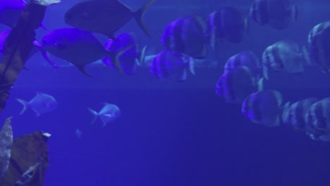swimming some kind of platax teira fish in the deep water with sleeping shark.