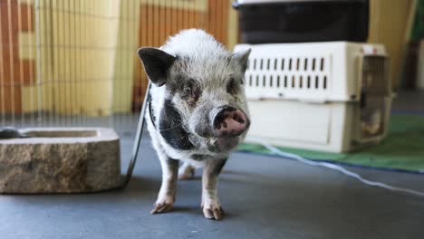 wietnamska świnia brzuchata przywiązana na smyczy na wystawie w małym zoo