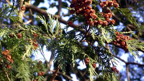 conifers trees in musashiseki park, tokyo, japan