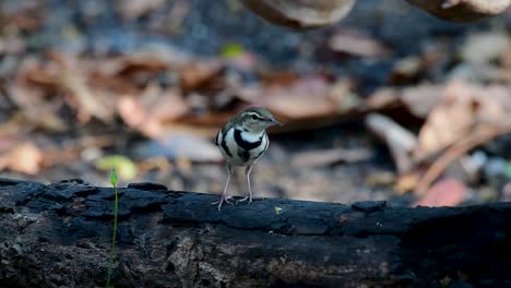 the forest wagtail is a passerine bird foraging on branches, forest grounds, tail wagging constantly sideways