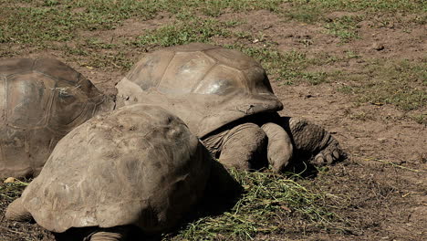 Afrikanische-Alte-Riesenschildkröte,-Die-Gras-Vom-Boden-Frisst,-Nahaufnahme