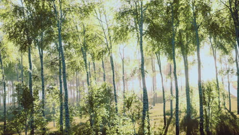 sunlight filtering through lush green trees in a tranquil forest