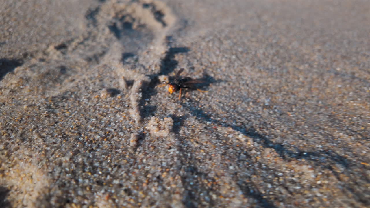Close up of a bee walking across the sand on a sunny day