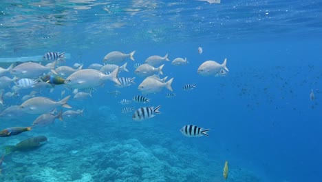 underwater shot of colorful marine fishes in crystal clear ocean - underwater shot