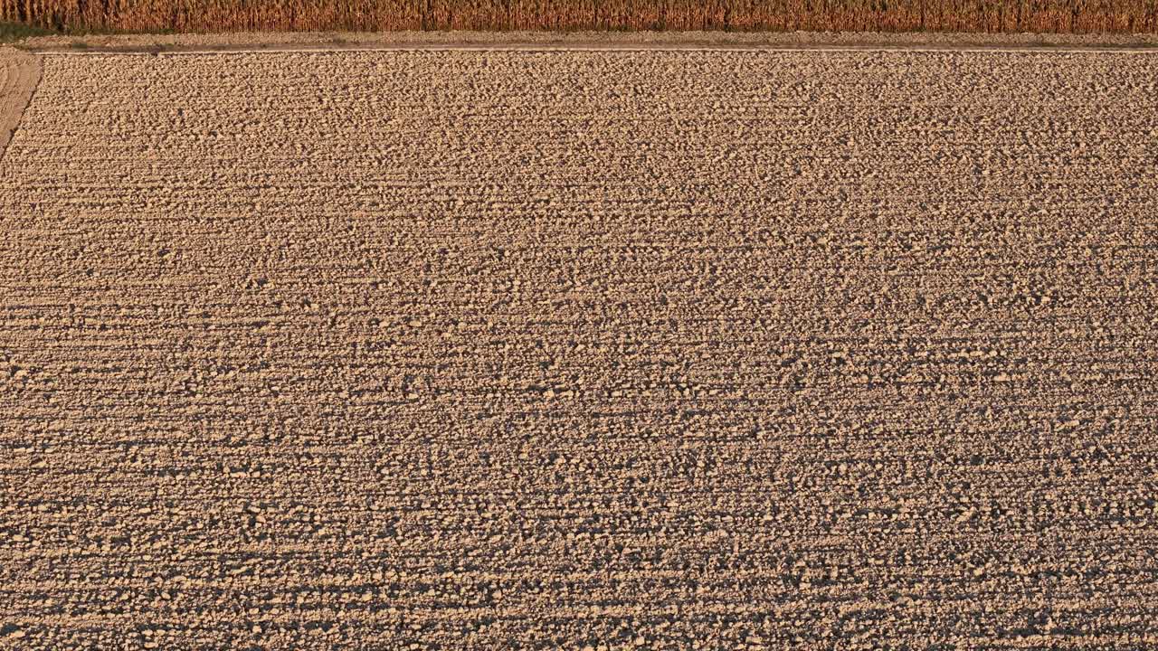 Drone slowly revelas textured, newly planted soil to the edge of a dense golden cornfield in the Po Valley, near San Pietro in Cerro, Piacenza, Emilia-Romagna, Italy with ripening crop rows