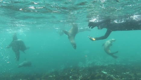 mujer en traje de neopreno buceando con leones marinos, haciendo video con un gopro