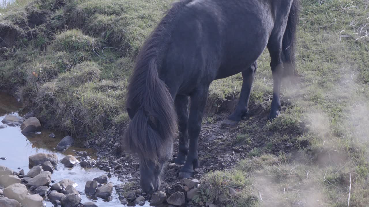 el caballo islandés sacia la sed en el arroyo.