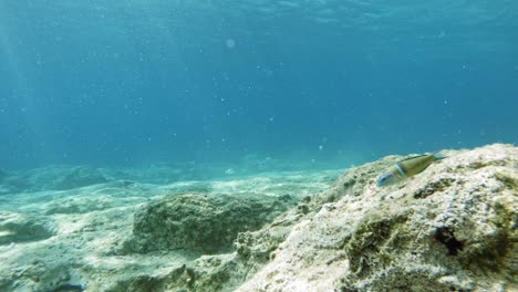 雄性裝飾魚 游泳在岩石的海底,太陽光反射