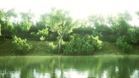 tranquil pond framed by lush green woodland park in sunshine