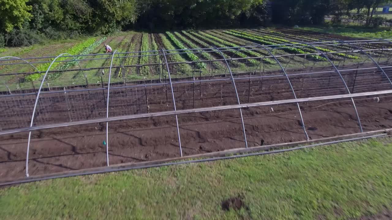 antena: sobrevuelo bajo de verduras en una granja en austin, texas, que revela a un trabajador recogiendo verduras