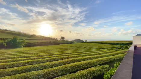 Hermoso-Paisaje-De-Sol-Bajando-Por-Encima-De-La-Plantación-De-Té-Después-De-Un-Día-Soleado