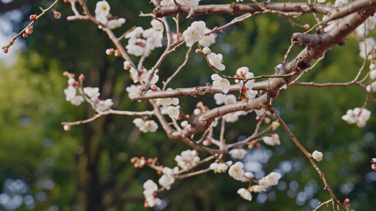 Primo piano dettagliato di eleganti fiori di pruno bianchi su rami scuri, su uno sfondo di foresta verde lussureggiante con un bokeh morbido.