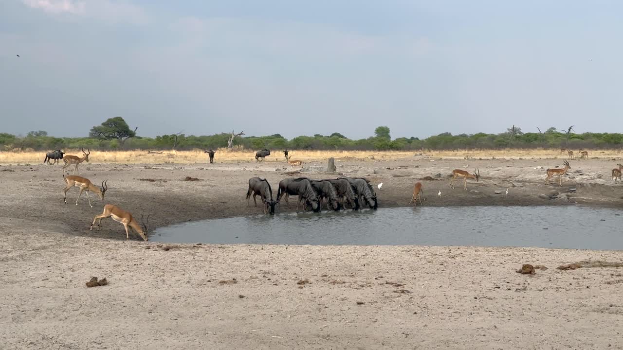 Blue wildebeests and impalas drinking at the manmade water hole in Chobe National Park, Botswana