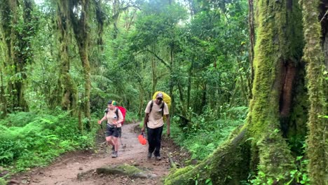 front view of a tourist walking with a guide through the rainforest