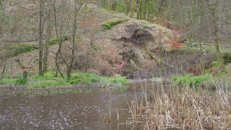 Small,-slow-moving-woodland-stream,-flowing-slowly-through-the-forest-trees