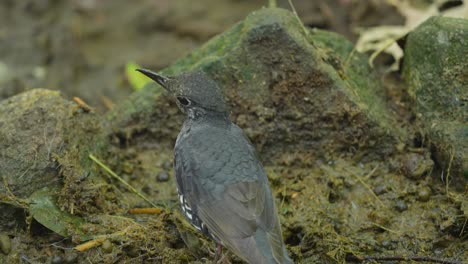 the sunda thrush is a species of bird in the family turdidae