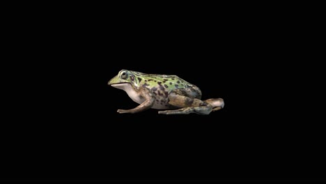 A-frog-walking-on-black-background,-3D-animation,-animated-animals,-seamless-loop-animation