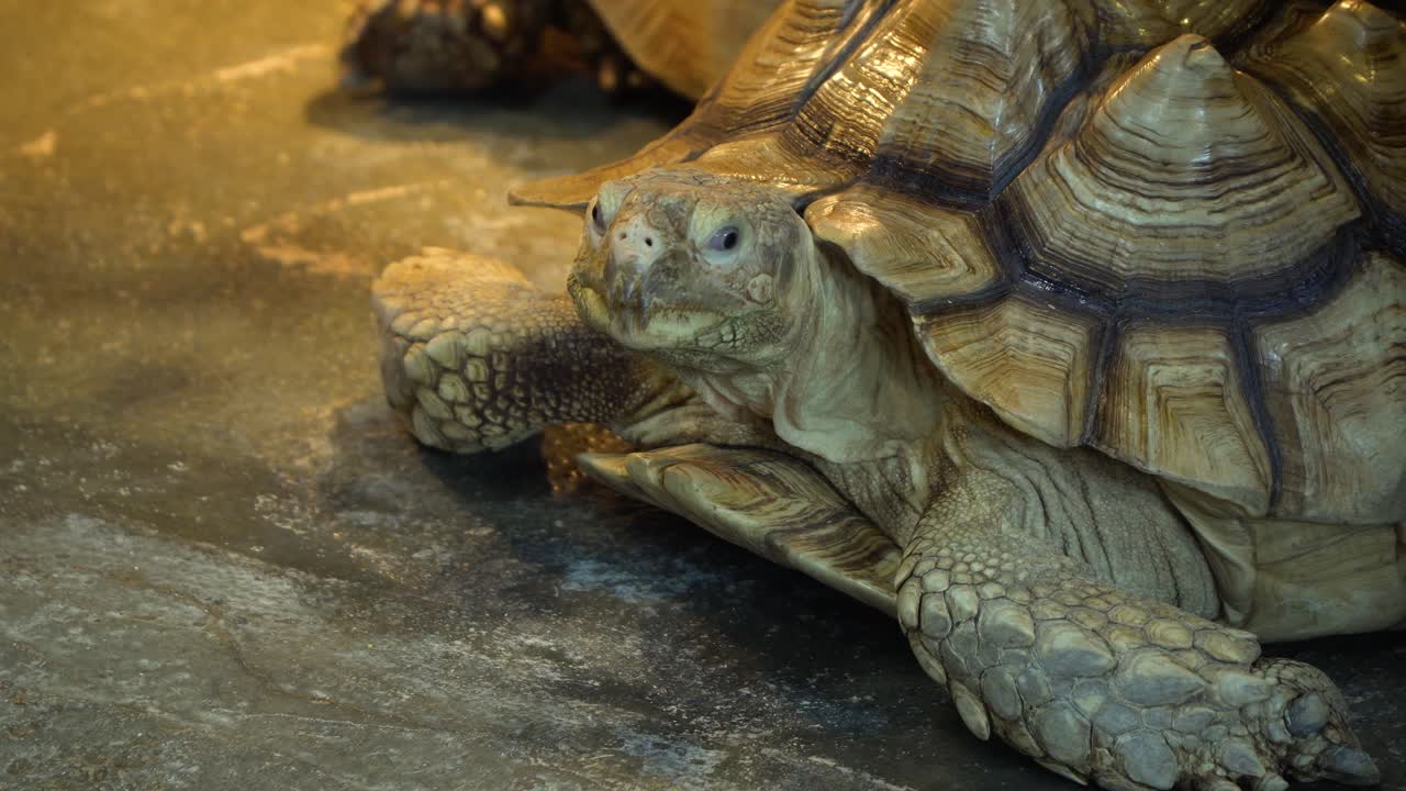 African Spurred Tortoise or the sulcata tortoise walking slowly along the ground close-up evening time