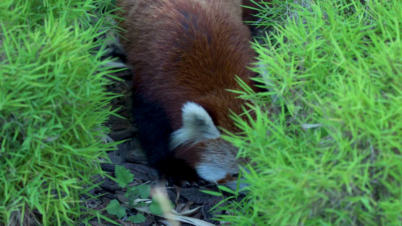Un panda rosso cammina attraverso un fitto fogliame di bambù verde in un luminoso recinto esterno dello zoo
