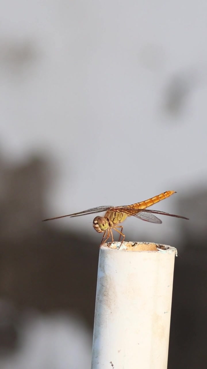 Una libellula dorata si posa saldamente sulla cima di un palo cilindrico bianco su uno sfondo sfocato.