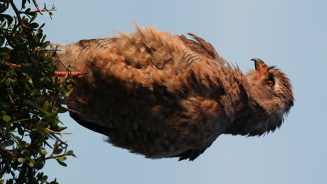 vertical close up view of golden eagle standing against the sky during sunset