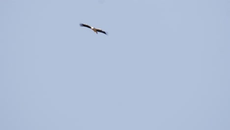 Storks-flying-against-blue-sky,-telephoto-lens-closeup-view,-tracking-view