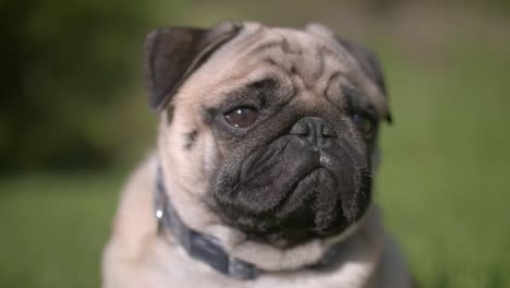 Portrait-of-a-fawn-pug-with-a-sad-expression-on-a-blurry-background,-bokeh-shot-of-a-dog-pet