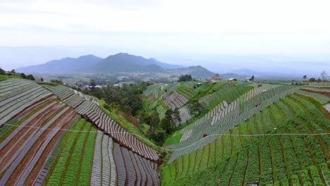 aerial dolly in of a steep valley with terraced cultivation plantations in bali