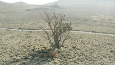 flight around an ancient bristlecone pine