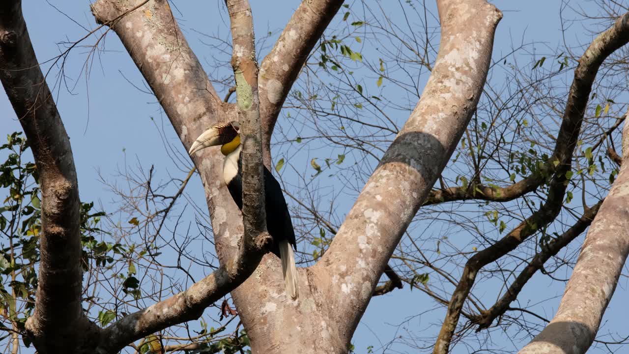 Lone male Wreathed Hornbill undulatus is facing towards the left side of the frame while perching on a branch of a towering tree in a national park in Thailand.