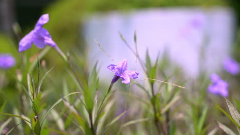 Mexican-Bluebell-swaying-in-the-wind-in-slow-motion