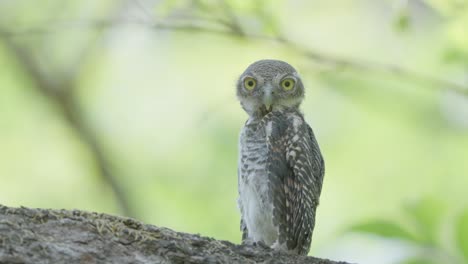 owl sitting on a tree branch