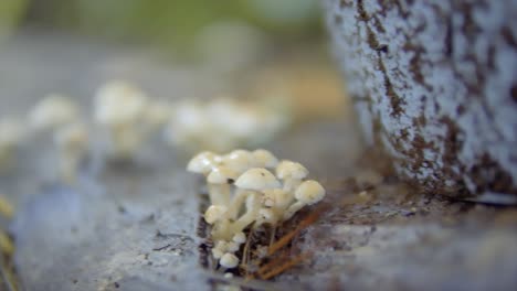 white mushrooms growing out of a tree trunk