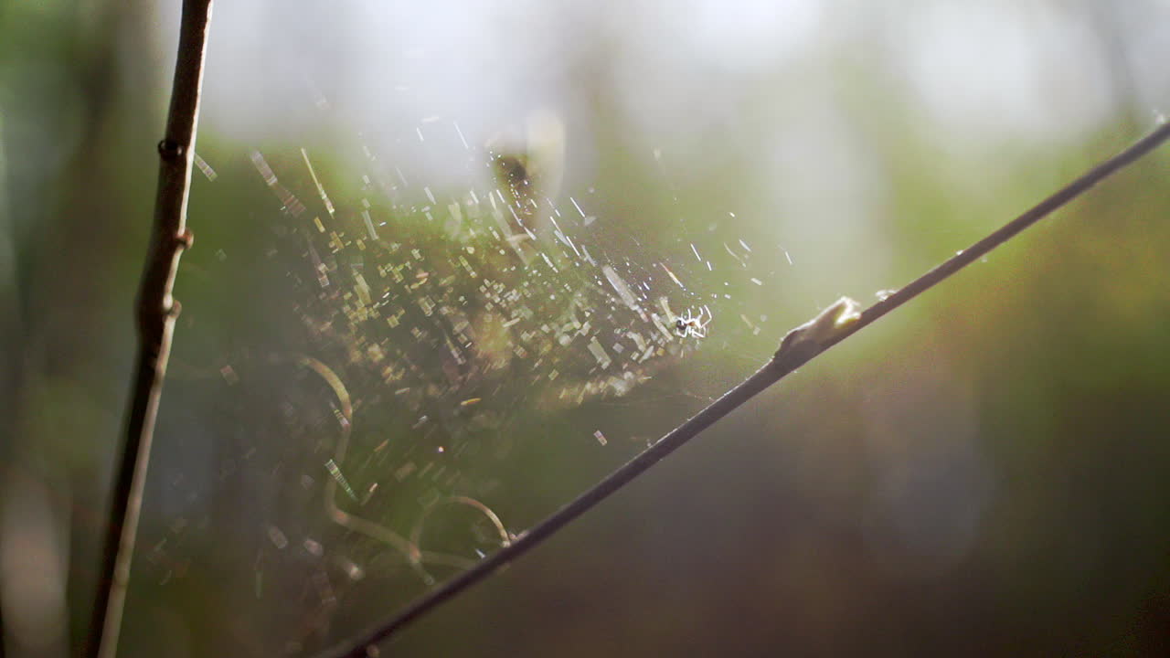 closeup of a spiderweb with a little spider