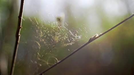 Primer-Plano-De-Una-Telaraña-Con-Una-Pequeña-Araña