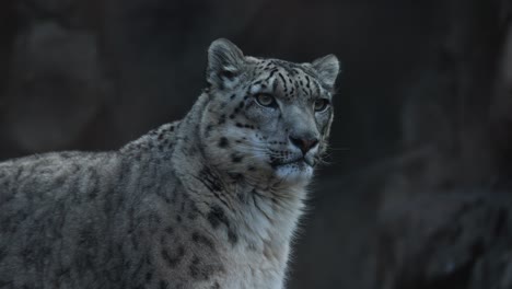 majestic snow leopard close up