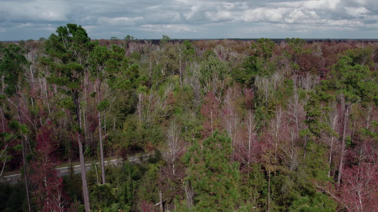 un avión volando sobre una carretera en un bosque de pinos durante el otoño en el norte de florida