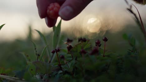 Handernte-Reife-Moltebeeren-Auf-Dem-Feld-Mit-Bokeh-Hintergrund-In-Norwegen