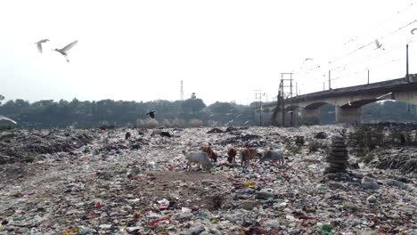 a lot of plastic is lying in the dustbin and various animals, cows and other birds are gathering food from it