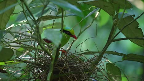 visto saltando en su nido y luego hizo un poco de limpieza mientras mira dentro de su nido con cuidado, urraca verde común, cissa chinensis nightsonata, tailandia
