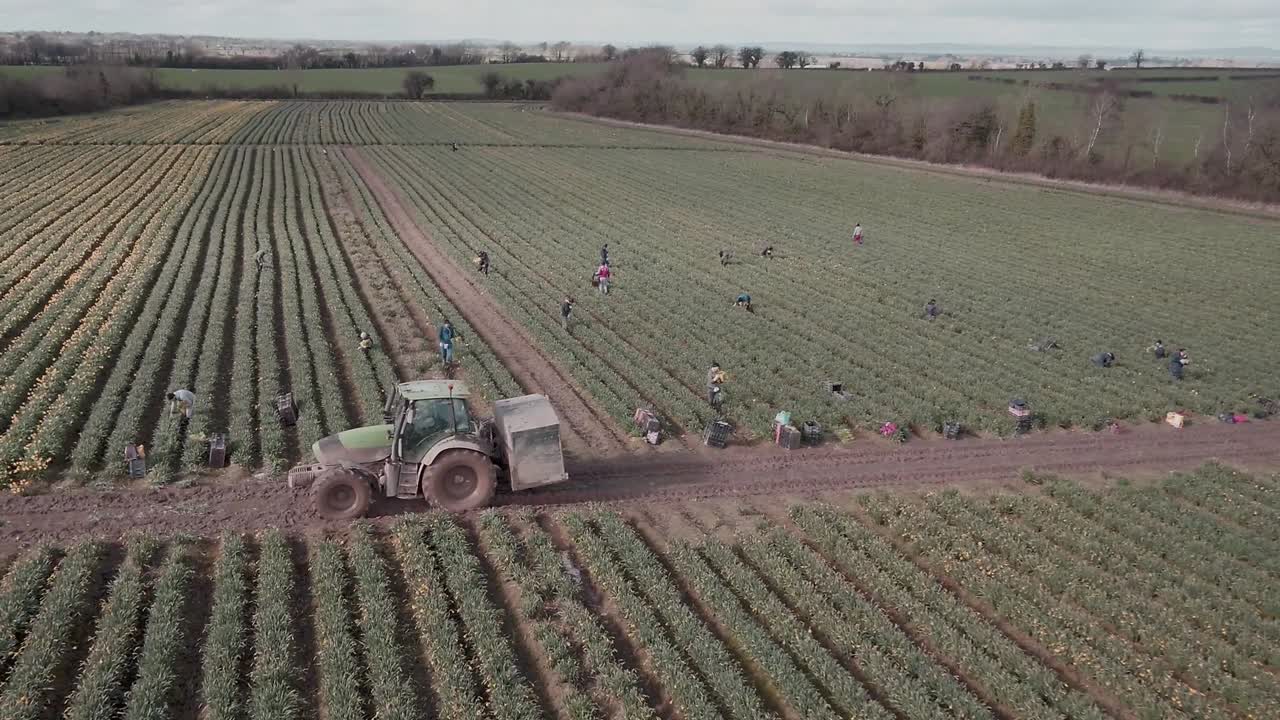 Drone flight towards a tractor driving out of a daffodil farm in Ireland. Farmers work hard in the crop rows as the land is rich in its green colour and clear sky.