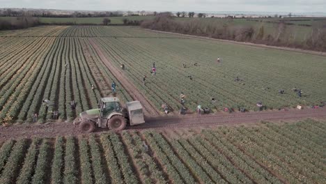 drone flight towards a tractor driving out of a daffodil farm in ireland. farmers work hard in the crop rows as the land is rich in its green colour and clear sky.