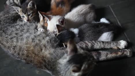 breastfeeding kittens